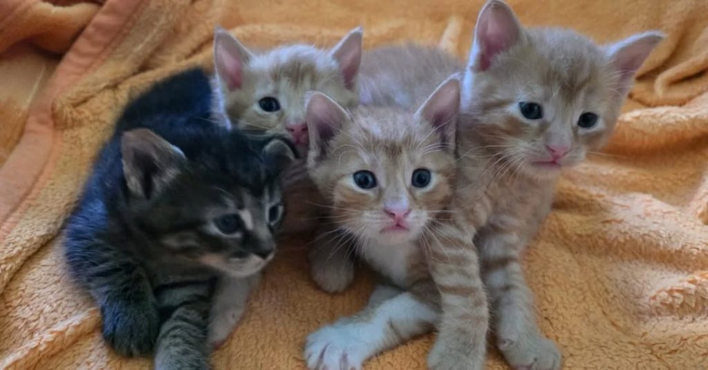 Katzenbabys im Tierheim Fürstenwalde – junge Katzen suchen ein liebevolles Zuhause